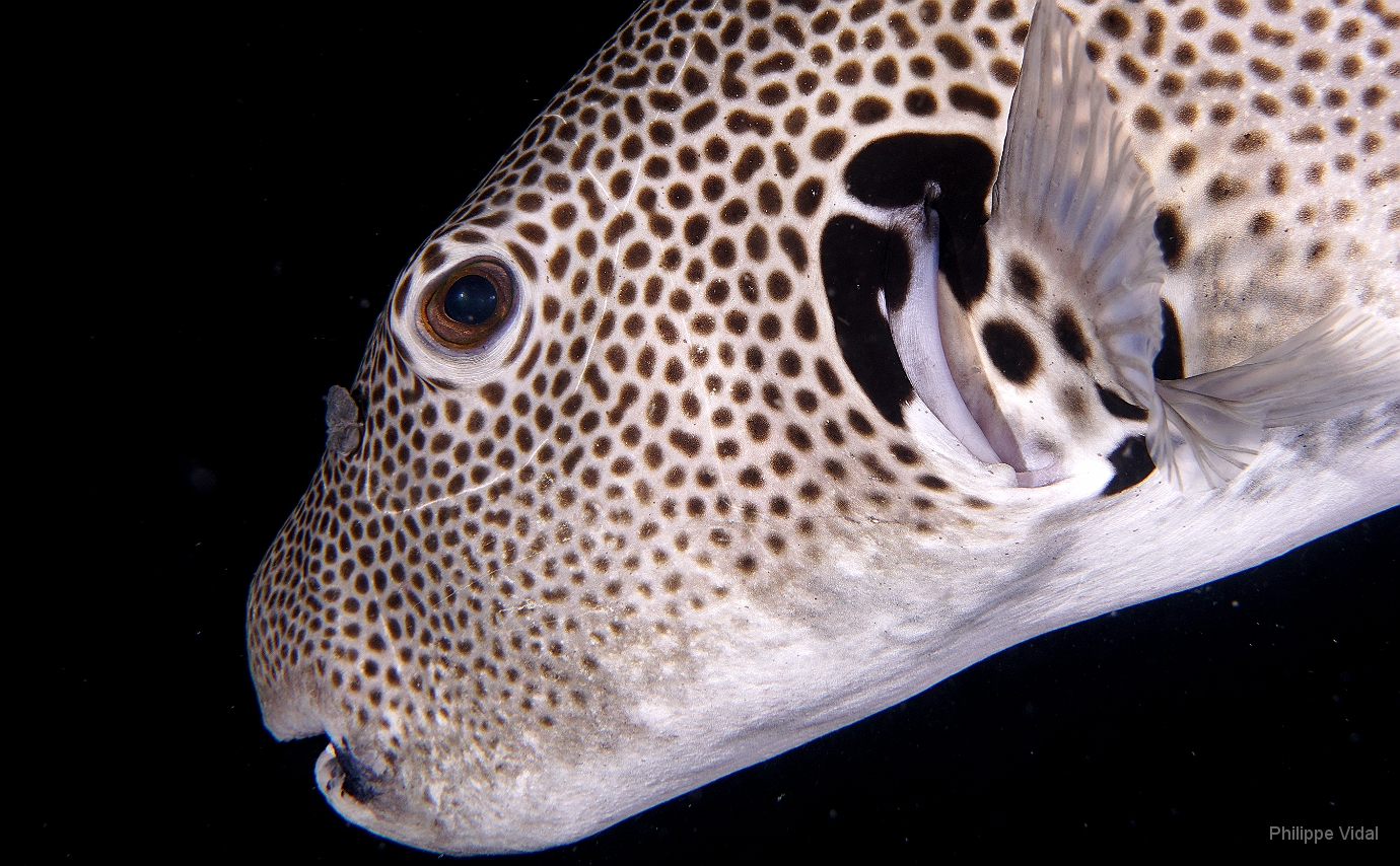 Birmanie - Mergui - 2018 - DSC03233 - Star puffer - poisson-ballon etoile - Arothron stellatus.jpg